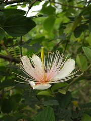 Capparis zeylanica