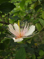 Capparis zeylanica