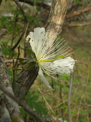Capparis grandiflora