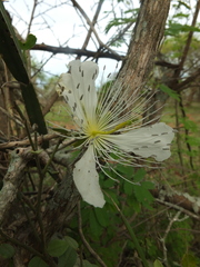Capparis grandiflora