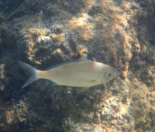 Blacktip mojarra (Gerres oyena) — Gerreidae — 4