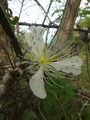 Capparis grandiflora