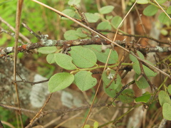 Capparis grandiflora