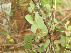 Capparis grandiflora