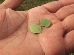 Capparis grandiflora