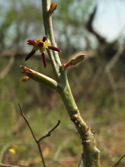 Caralluma adscendens
