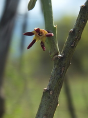 Caralluma adscendens