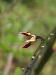 Caralluma adscendens