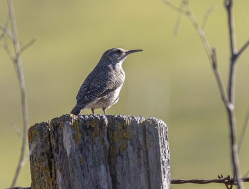 Rock Wren (Salpinctes obsoletus), photo 3