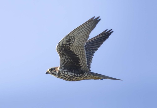 Prairie Falcon (Falco mexicanus), photo 7