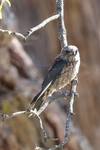 Dusky Woodswallow