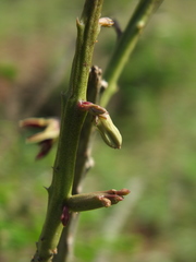 Caralluma adscendens