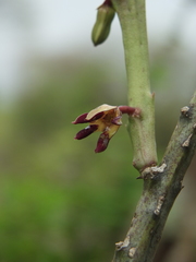 Caralluma adscendens