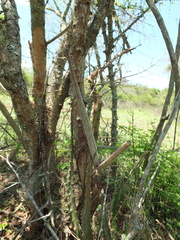 Caralluma adscendens