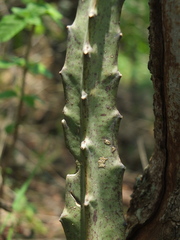 Caralluma adscendens