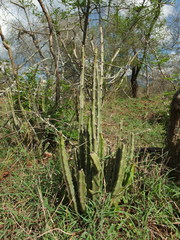Caralluma adscendens
