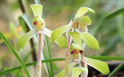 Cymbidium goeringii iNat (2)