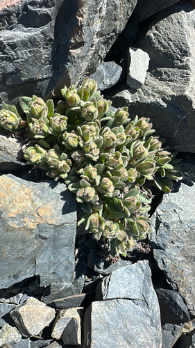 Myosotis traversii observed 2026-01-13