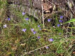 Wahlenbergia stricta, photograph (c) Elspeth Swan, some rights reserved (CC BY)