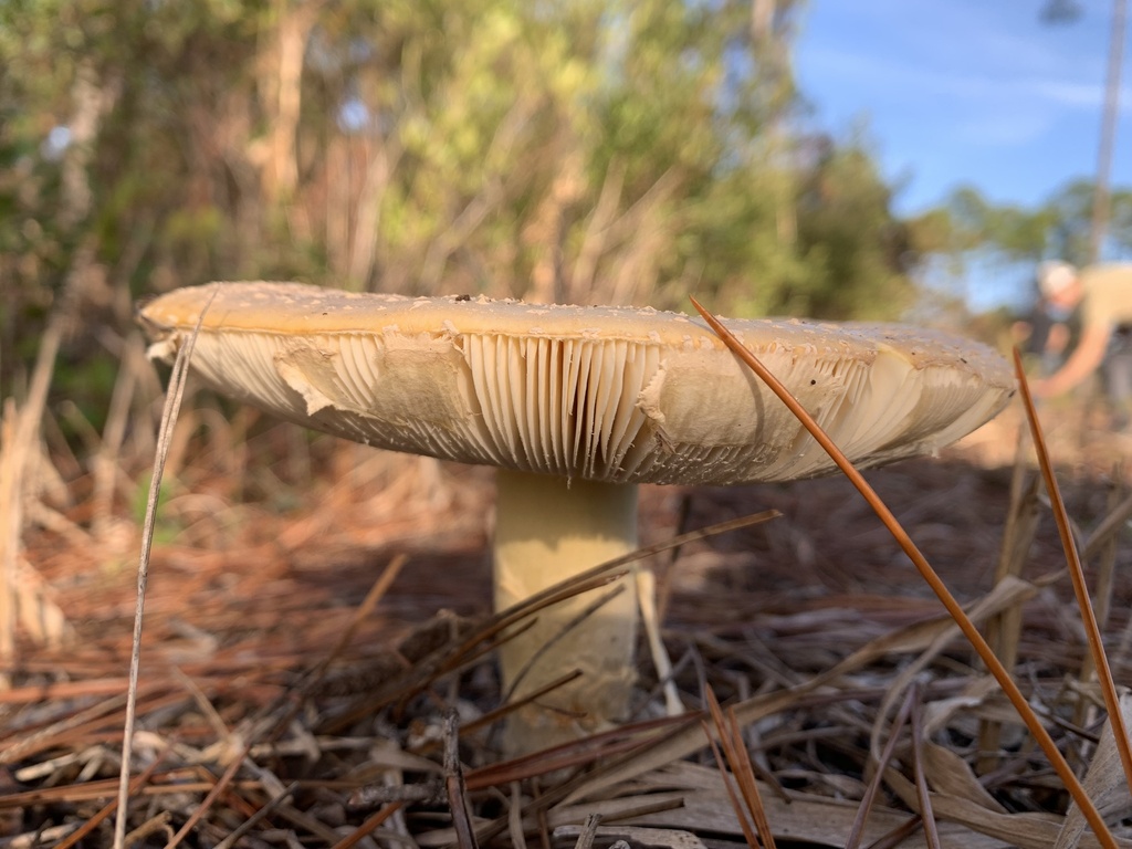 Amanita persicina · January 2026 · photo: © sbrobeson (iNaturalist, cc-by)
