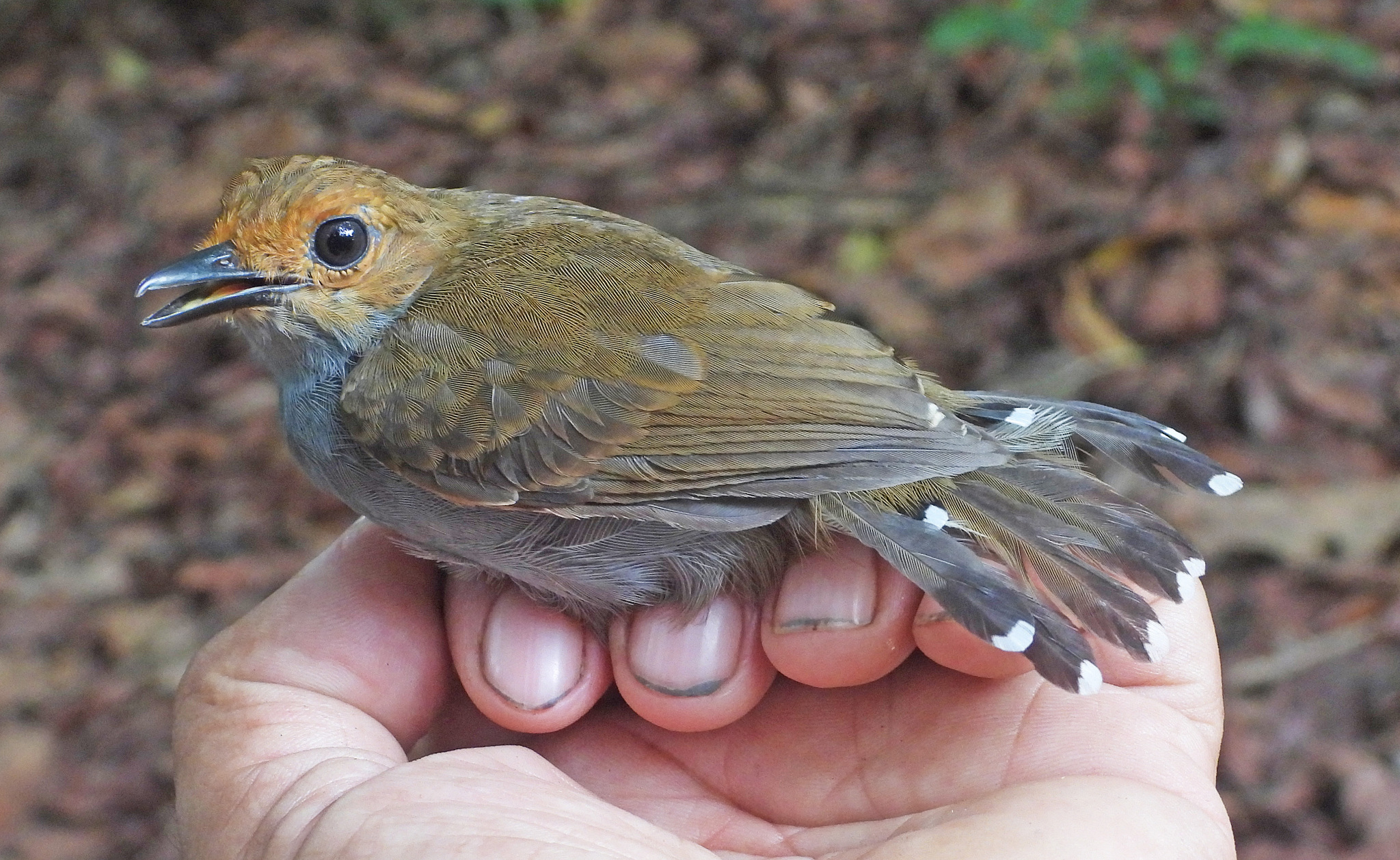 Common Scale-backed Antbird (Willisornis poecilinotus), photo 9