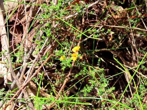 golden bush-pea (Pultenaea gunnii)