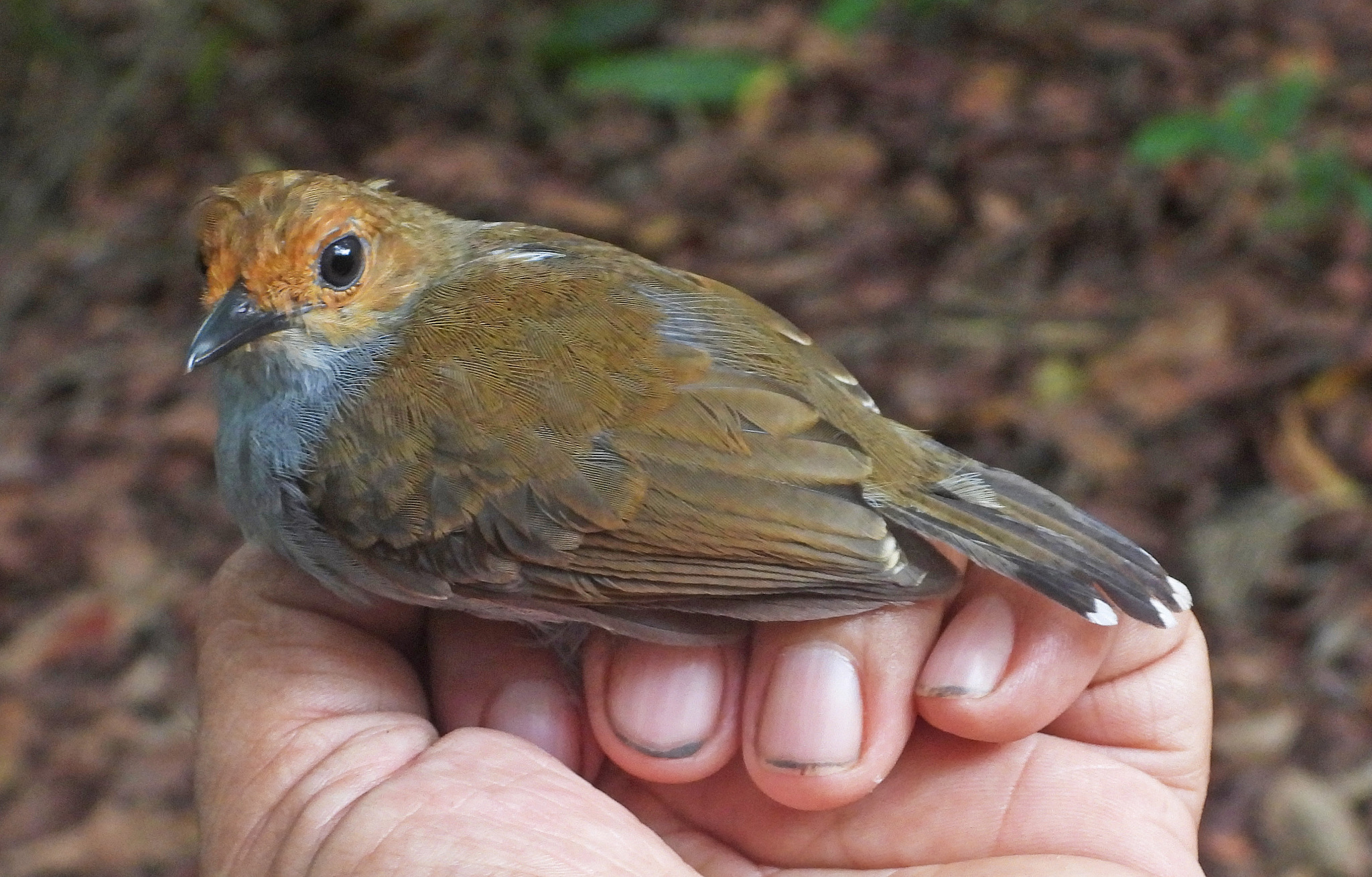 Common Scale-backed Antbird (Willisornis poecilinotus), photo 10