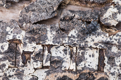 Aegomorphus obscurior