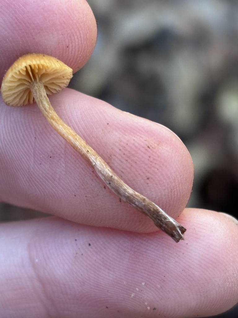 Galerina badipes · January 2026 · photo: © reago (iNaturalist, cc-by)