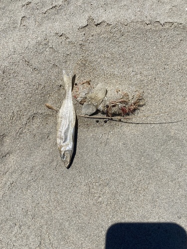Bass strait whiting (Sillago bassensis) — Sillaginidae