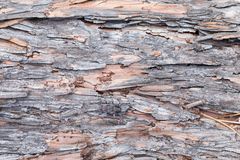 Acanthocinus aedilis