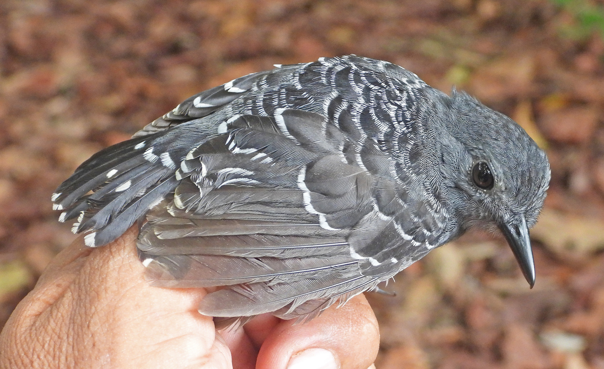 Common Scale-backed Antbird (Willisornis poecilinotus), photo 1