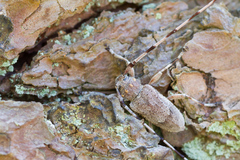 Acanthocinus aedilis