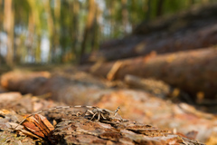 Acanthocinus aedilis