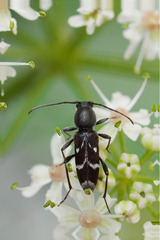 Chlorophorus sartor