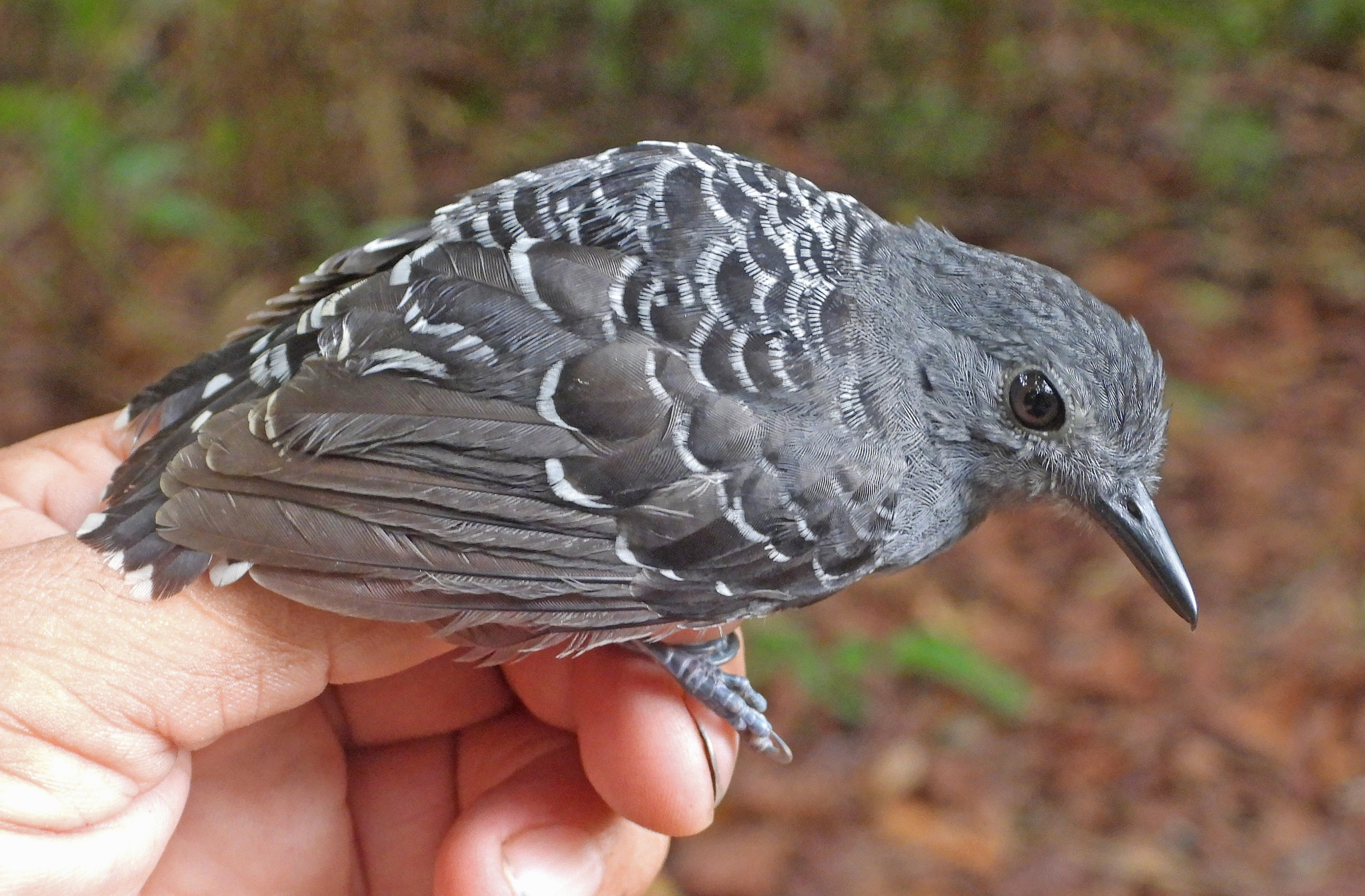 Common Scale-backed Antbird (Willisornis poecilinotus), photo 2