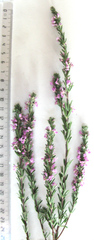 Indigofera pappei
