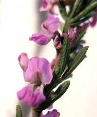 Indigofera pappei