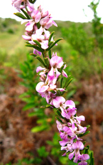 Indigofera pappei