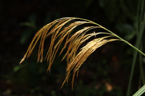 Nepal silver grass