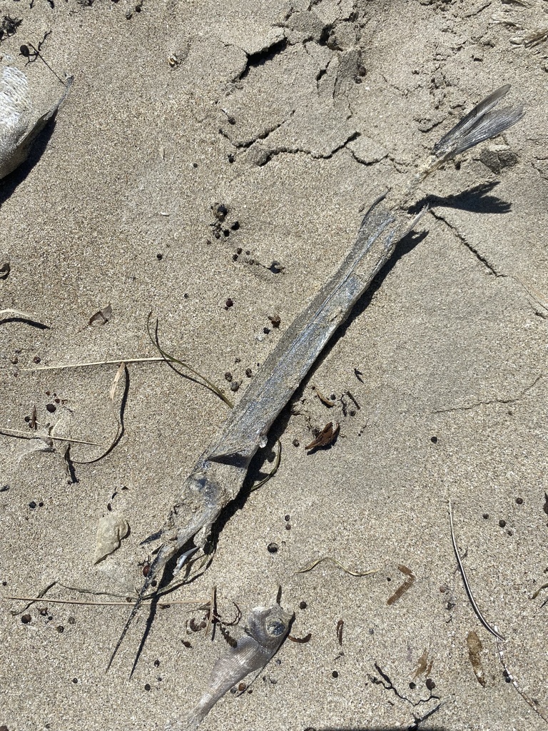 Dusky garfish (Hyporhamphus melanochir) — Hemiramphidae