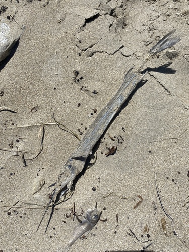 Dusky garfish (Hyporhamphus melanochir) — Hemiramphidae