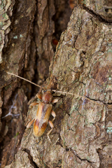 Trichoferus pallidus