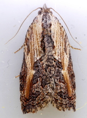 Cryptoptila immersana