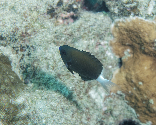Chromis hanui observed 2026-01-10