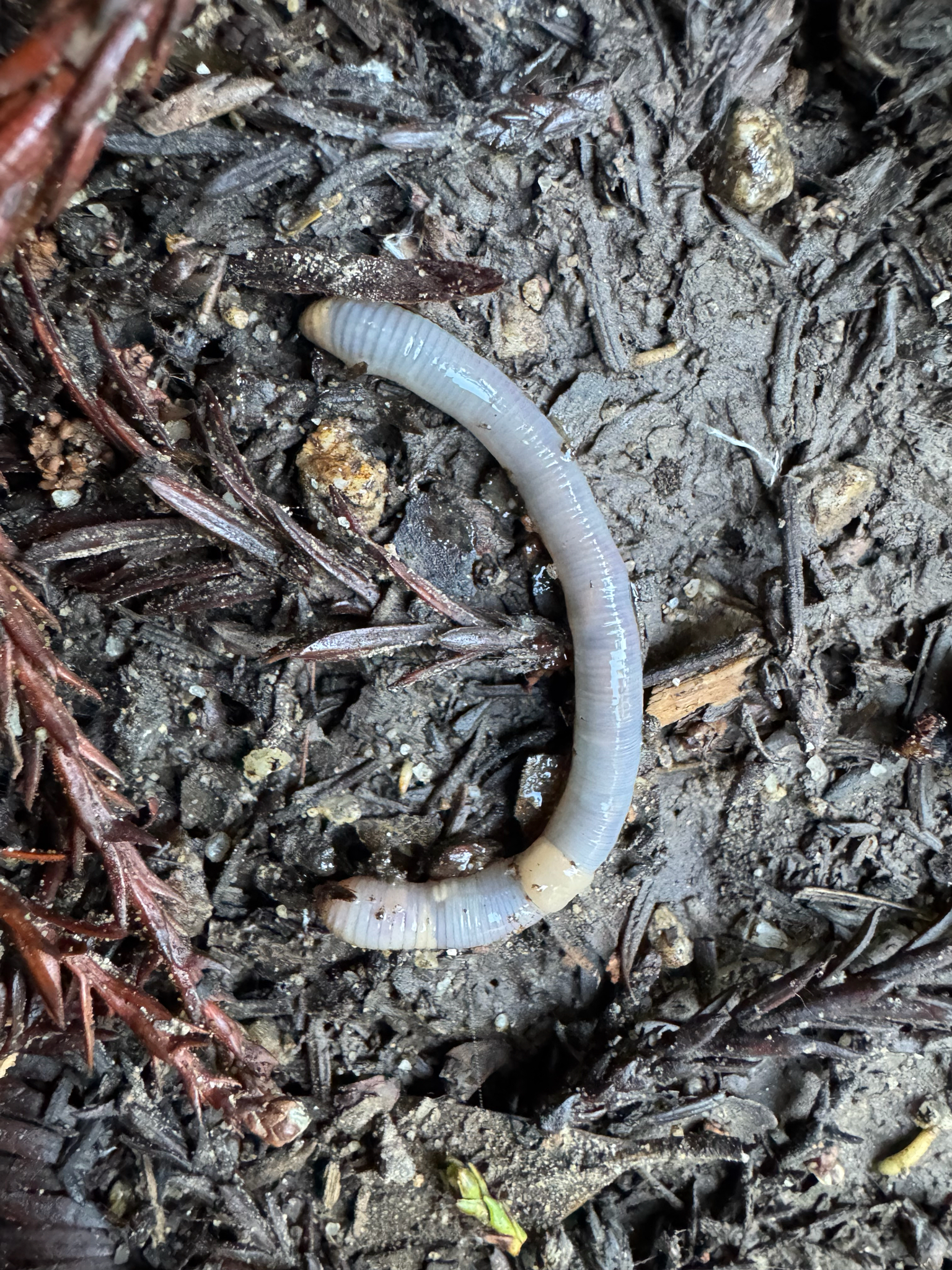 Octolasion cyaneum (Savigny, 1826)