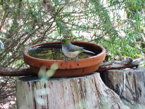 Silvereye (Zosterops lateralis), photo 6