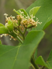 Cordia domestica