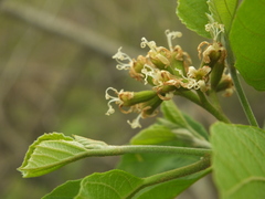 Cordia domestica