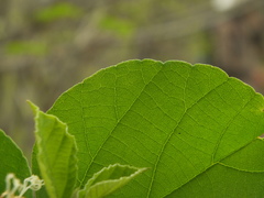 Cordia domestica
